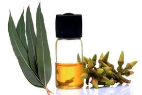 Eucalyptus oil is used to treat aphrodisiac disease